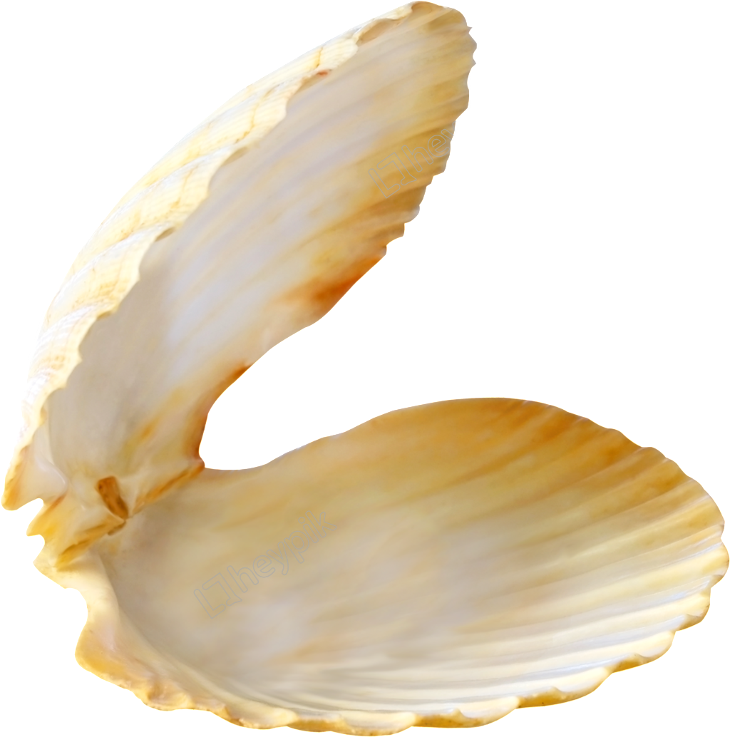 Open clam shell